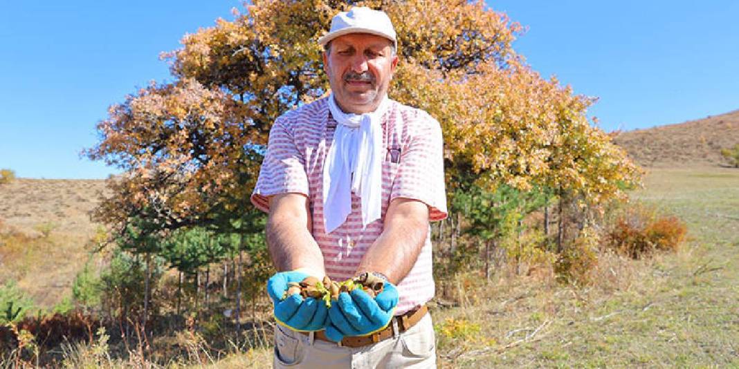 21 yıldır cebinde taşıyor, her yere ekiyor! Çorak araziler sayesinde ağaçlandı: Doğal tohumla canlandırıyor 1